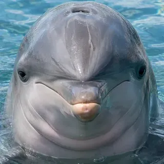 Dolphin