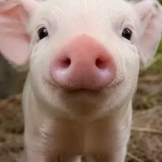 Pig