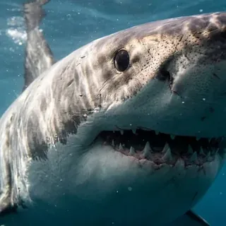 Shark